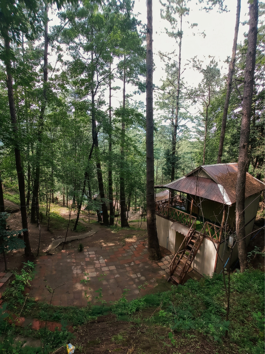 OmarOne forest setting from above